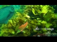Orange Wrasse 1378